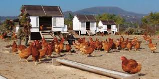 Nem kereskedelmi baromfiállományok számbavétele